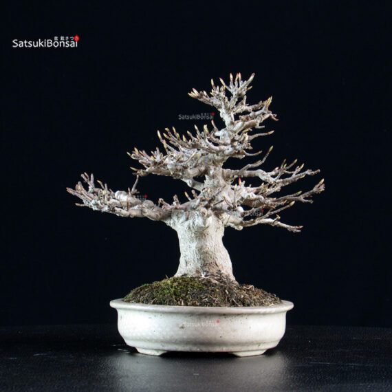 Acer Buergerianum - Kaede - immagine 2