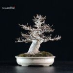 Acer Buergerianum - Kaede - immagine 3