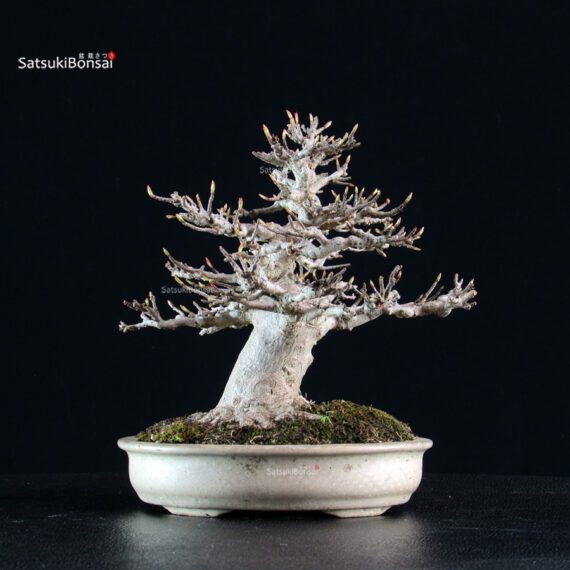Acer Buergerianum - Kaede - immagine 3