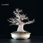 Acer Buergerianum - Kaede - immagine 4