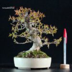 Acer Buergerianum - Kaede