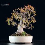 Acer Buergerianum - Kaede - immagine 2