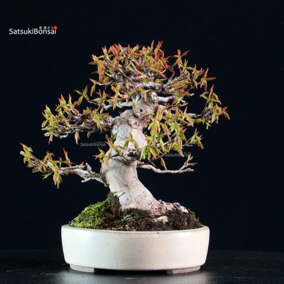 Acer Buergerianum - Kaede - immagine 3