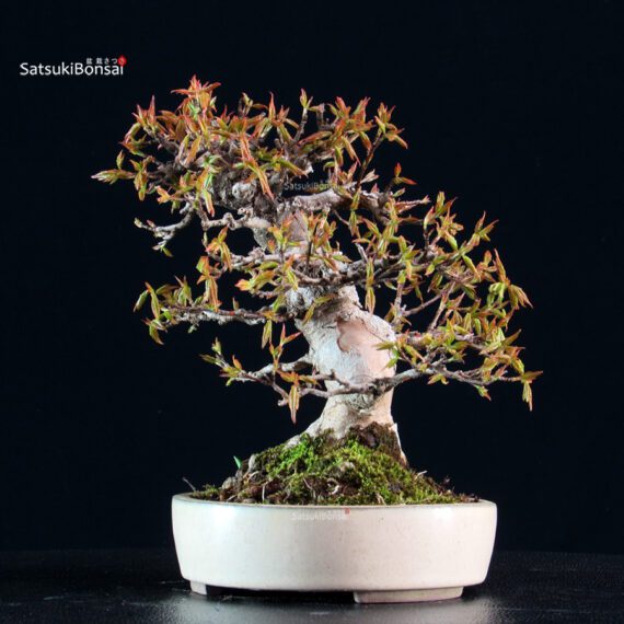 Acer Buergerianum - Kaede - immagine 4