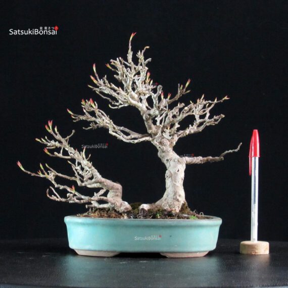 Acer Buergerianum - Kaede - immagine 5