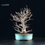 Acer Buergerianum - Kaede - immagine 2