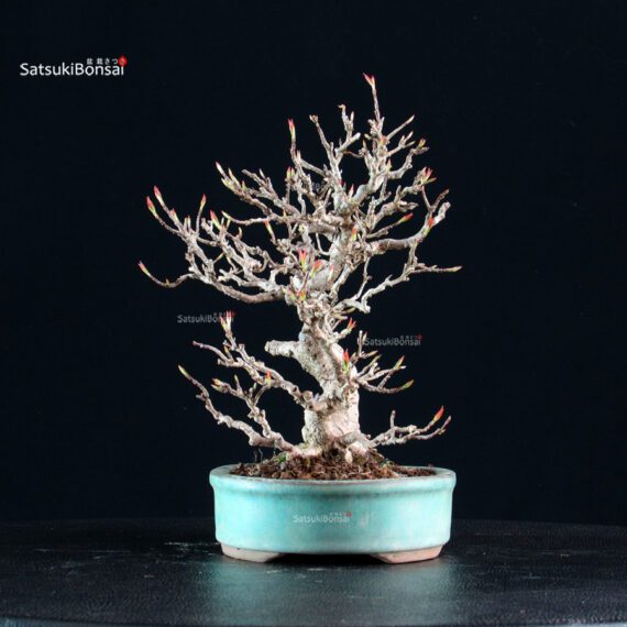 Acer Buergerianum - Kaede - immagine 2