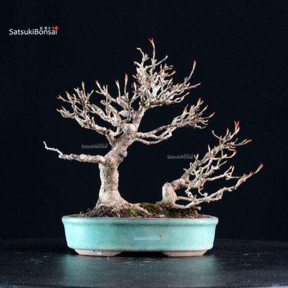 Acer Buergerianum - Kaede - immagine 3