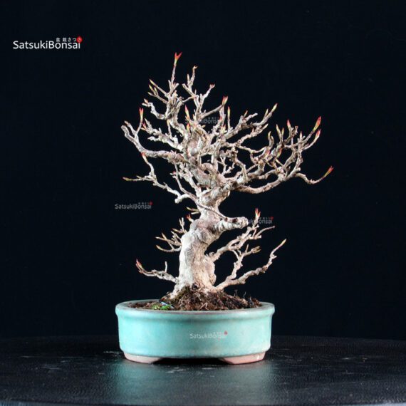 Acer Buergerianum - Kaede - immagine 4