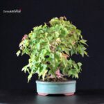 Acer Buergerianum - Kaede - immagine 2