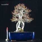 Acer Buergerianum Naruto su roccia - Kaede