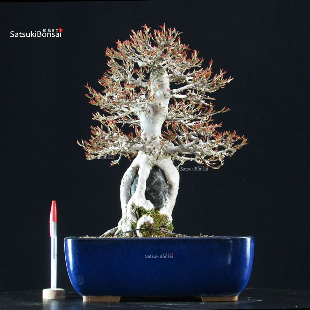 5900_1-Acer-buergerianum-kaede-naruto Acer Buergerianum Naruto su roccia - Kaede - immagine 1