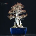 Acer Buergerianum Naruto su roccia - Kaede - immagine 2