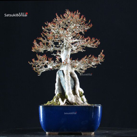 Acer Buergerianum Naruto su roccia - Kaede - immagine 2