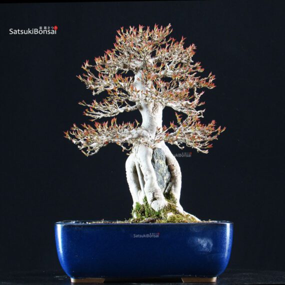 Acer Buergerianum Naruto su roccia - Kaede - immagine 4