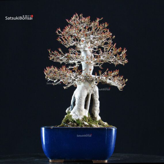 Acer Buergerianum Naruto su roccia - Kaede - immagine 3