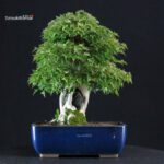 Acer Buergerianum Naruto su roccia - Kaede