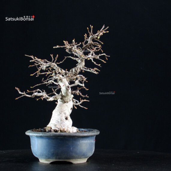 Carpinus Coreana - immagine 2