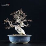 Carpinus Coreana - immagine 3