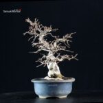 Carpinus Coreana - immagine 4