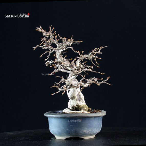 Carpinus Coreana - immagine 4