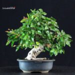 Carpinus Coreana