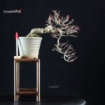 Acero palmato Yamamomiji