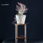 Acero palmato Yamamomiji - immagine 2