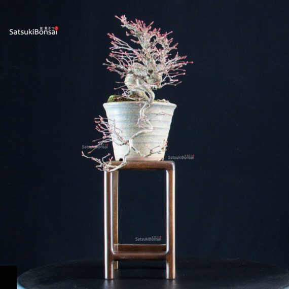 Acero palmato Yamamomiji - immagine 2