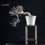 Acero palmato Yamamomiji - immagine 3