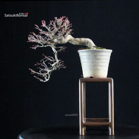 Acero palmato Yamamomiji - immagine 3