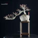 Acero palmato Yamamomiji