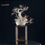 Acero palmato Yamamomiji - immagine 2