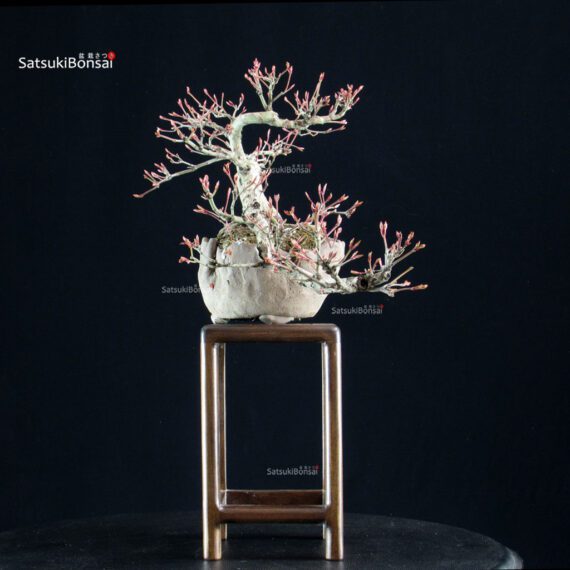 Acero palmato Yamamomiji - immagine 2