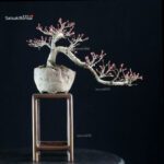 Acero palmato Yamamomiji - immagine 3