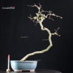 Coccolus Orbicolatus