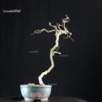 Coccolus Orbicolatus - immagine 2