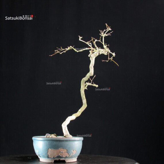 Coccolus Orbicolatus - immagine 2