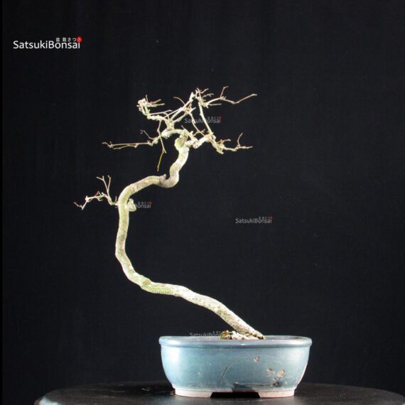 Coccolus Orbicolatus - immagine 4