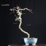 Coccolus Orbicolatus - immagine 3