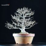 Acer Buergerianum - Kaede - immagine 2