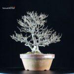 Acer Buergerianum - Kaede - immagine 4