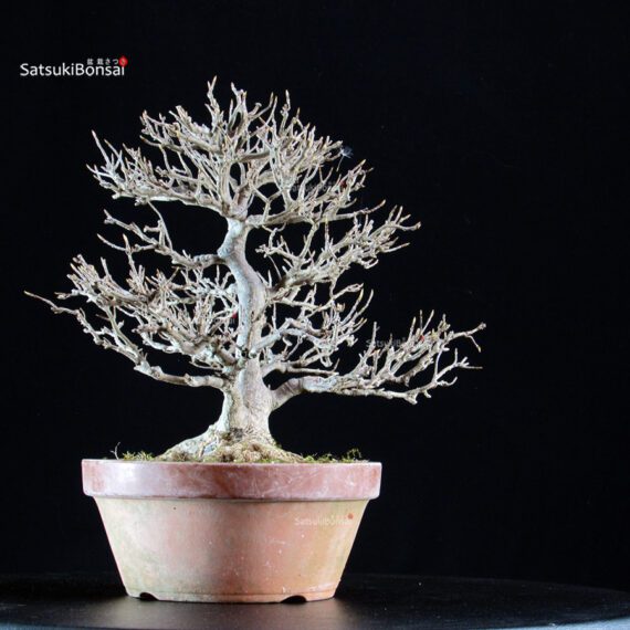 Acer Buergerianum - Kaede - immagine 3