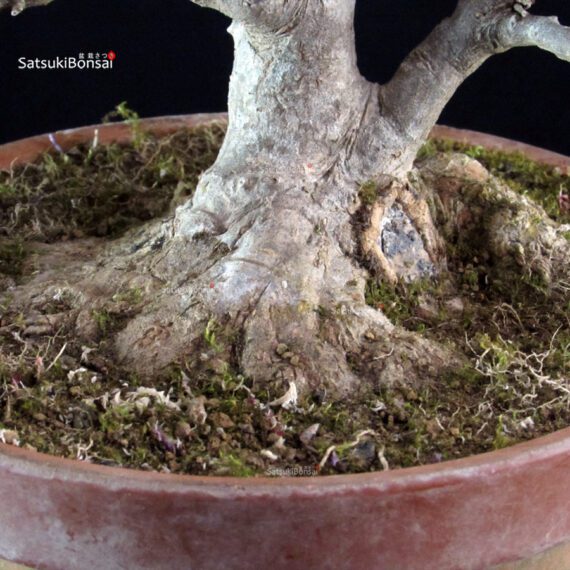 Acer Buergerianum - Kaede - immagine 5