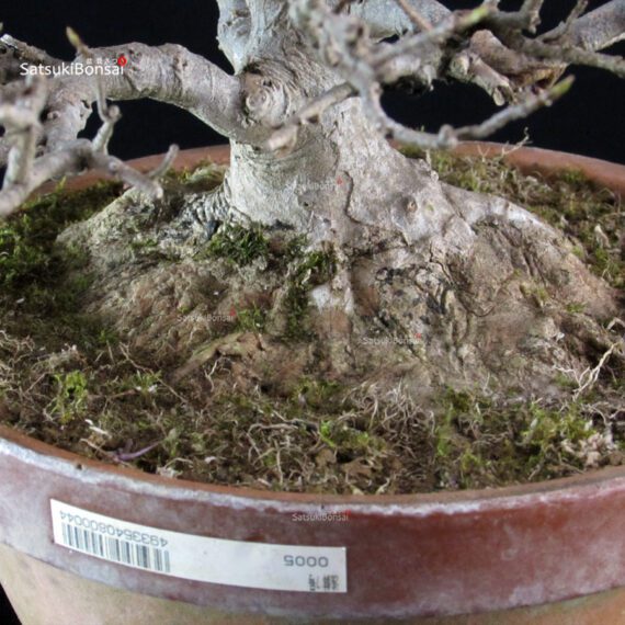 Acer Buergerianum - Kaede - immagine 6