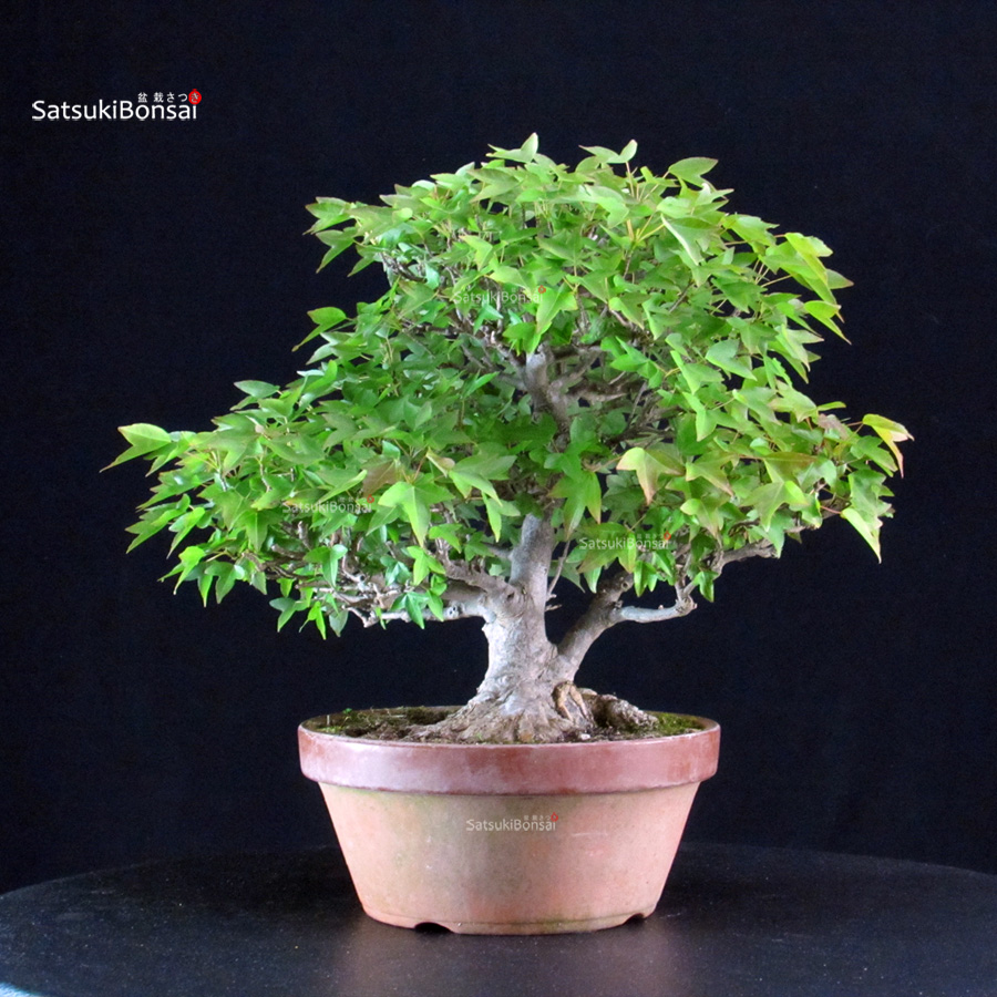 5911_6-Acer buergerianum Acer Buergerianum - Kaede - immagine 1