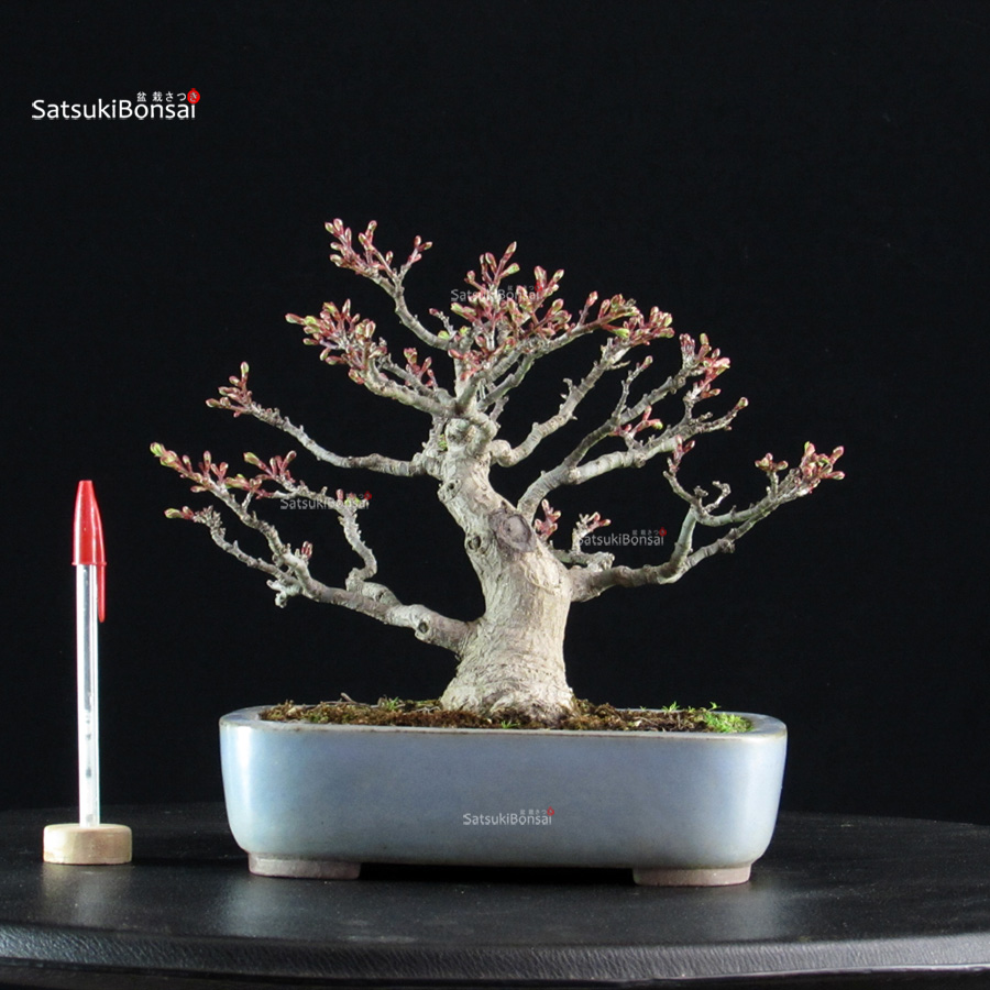 5912_1-Acer-palmatum-Shishigashira Acero palmato Shishigashira - immagine 1