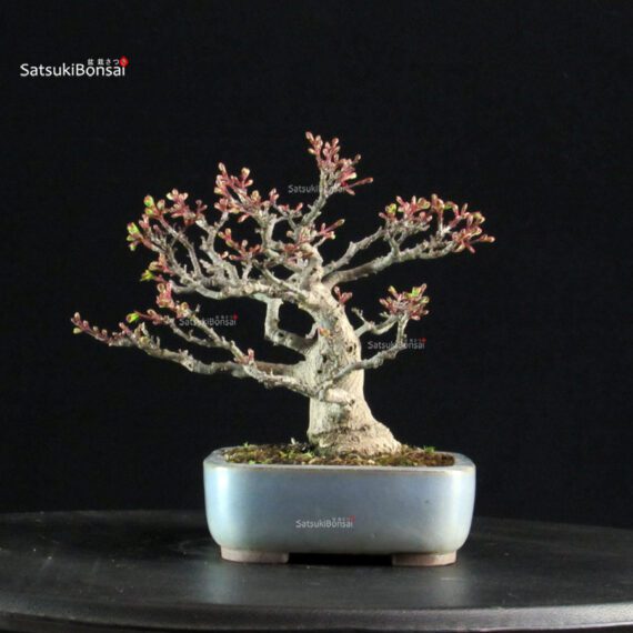 Acero palmato Shishigashira - immagine 3