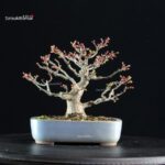 Acero palmato Shishigashira - immagine 5