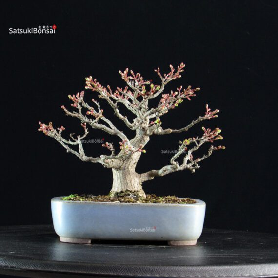 Acero palmato Shishigashira - immagine 5